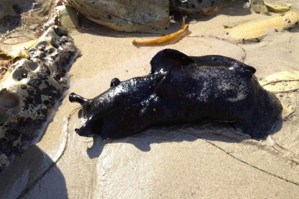 Phát hiện sinh vật khổng lồ nằm chình ình trên biển ai nhìn cũng khiếp sợ - Ảnh 1. Phát hiện sinh vật khổng lồ nằm chình ình trên biển ai nhìn cũng khiếp sợ - Ảnh 1.