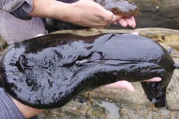 Phát hiện sinh vật khổng lồ nằm chình ình trên biển ai nhìn cũng khiếp sợ - Ảnh 2. Phát hiện sinh vật khổng lồ nằm chình ình trên biển ai nhìn cũng khiếp sợ - Ảnh 2.