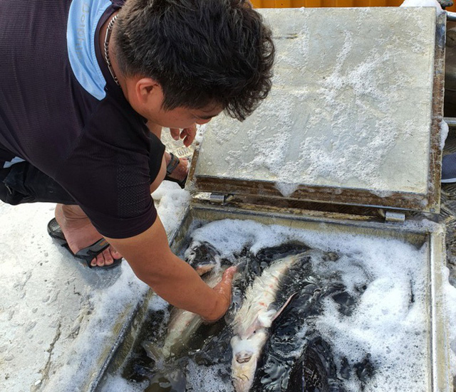  Giật mình trước nguy cơ “vỡ trận” nhập khẩu cá tầm vào Việt Nam  - Ảnh 2.