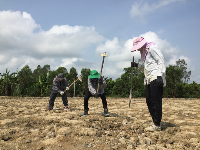 Từ Israel, vợ chồng 9x về qu&ecirc; l&agrave;m n&ocirc;ng nghiệp kh&ocirc;ng h&oacute;a chất: Biến đất cứng như đ&aacute; th&agrave;nh vườn dược liệu xanh mướt, sống rất hạnh ph&uacute;c! - Ảnh 2.