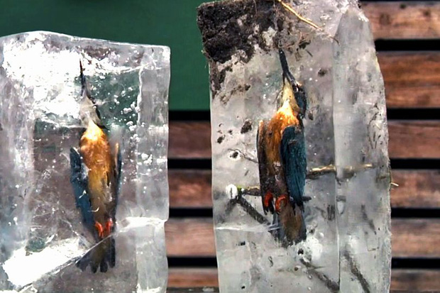 Con chim bói cá cứng đơ trong tảng băng, ngỡ chỉ là tác phẩm nghệ thuật nhưng là thật 100%, sản phẩm chỉ có trong mùa đông lạnh giá - Ảnh 1.