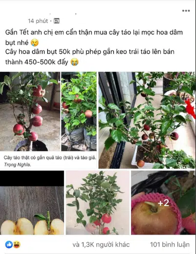 Cảnh giác những cú lừa ngoạn mục của tiểu thương ngày cận Tết: Mua táo bonsai cả nửa triệu về nhà lại nở ra... hoa dâm bụt - Ảnh 1.