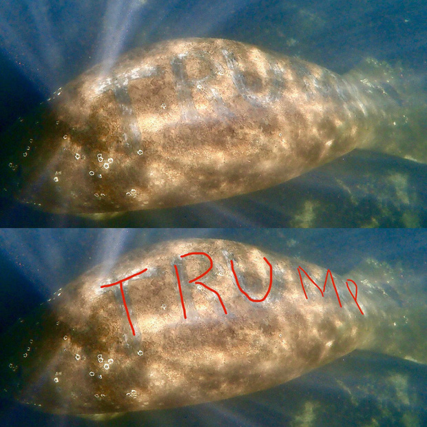 Phát hiện chú lợn biển bị xăm chữ Trump to đùng trên lưng - Ảnh 1.