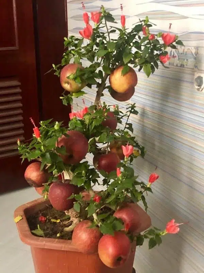 Cảnh giác những cú lừa ngoạn mục của tiểu thương ngày cận Tết: Mua táo bonsai cả nửa triệu về nhà lại nở ra... hoa dâm bụt - Ảnh 4.