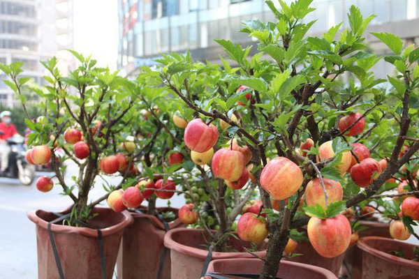 Cảnh giác những cú lừa ngoạn mục của tiểu thương ngày cận Tết: Mua táo bonsai cả nửa triệu về nhà lại nở ra... hoa dâm bụt - Ảnh 6.