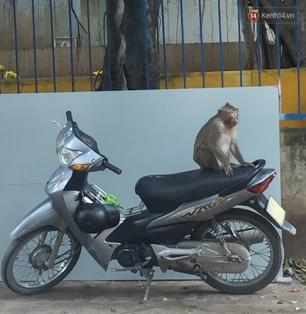 Cận cảnh đàn khỉ “đại náo” khu dân cư ở Sài Gòn khiến người dân mệt mỏi: Chúng rất sợ đàn ông nhưng lại không sợ phụ nữ - Ảnh 11.