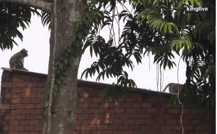 [VIDEO] Vây bắt đàn khỉ "đại náo" khu dân cư ở TP.HCM
