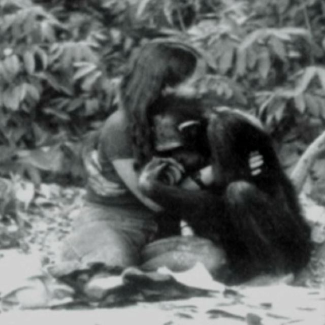 Được nhận nuôi từ thuở lọt lòng, con tinh tinh nghĩ mình là người, hoảng loạn lúc gặp đồng loại và cái kết buồn khi được trả về thế giới hoang dã - Ảnh 5.