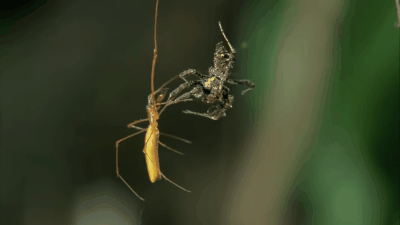 Chuyện về con nhện đi săn nhện: Thạo binh pháp như Gia Cát Lượng, đầy mưu hèn kế bẩn để săn mồi bằng mọi giá - Ảnh 2.