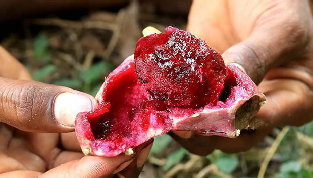 Một loại quả mọc dại ở Việt Nam nhưng sang nước ngoài lại trở thành hàng quý, được bày bán rất xịn trong siêu thị - Ảnh 2.