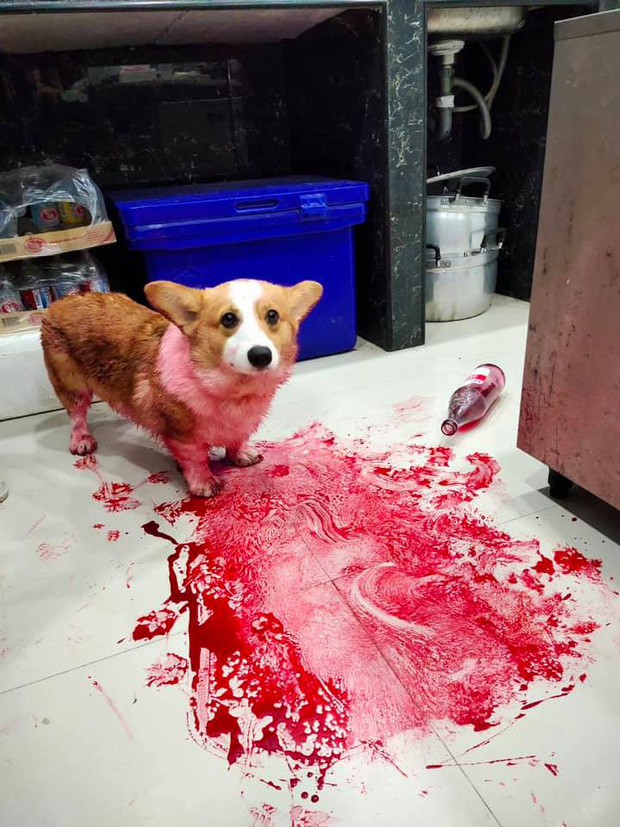 Tìm chó đi lạc, chàng trai kinh hãi phát hiện con vật đang nằm im trong vũng máu cạnh con dao nhưng sự thật đằng sau khiến ai cũng ngã ngửa - Ảnh 3.