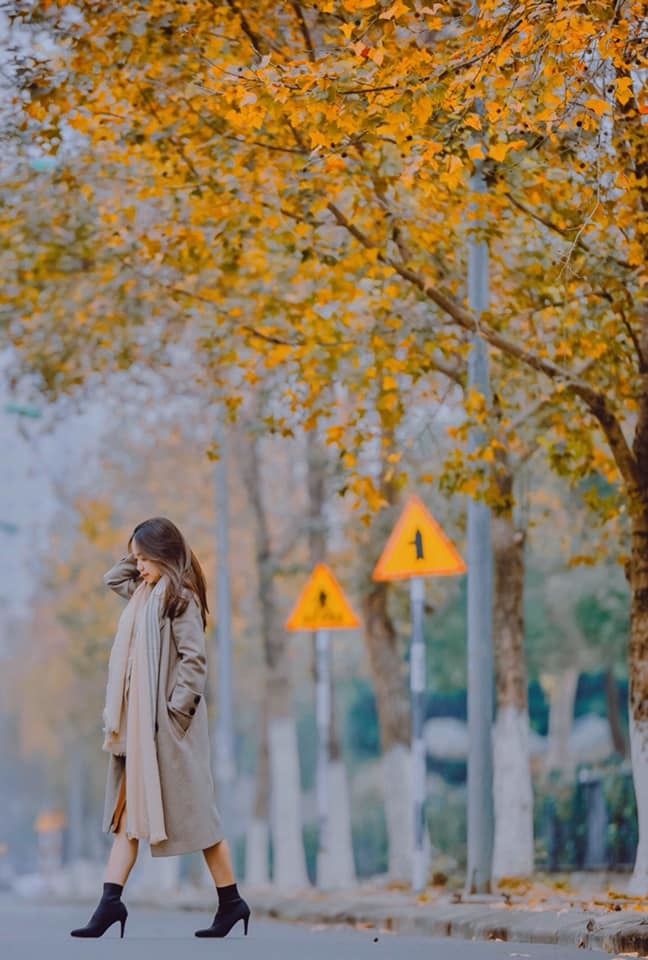 Con đường lá vàng lãng mạn như phim Hàn thu hút giới trẻ Hà Nội đến “sống ảo” - Ảnh 1.