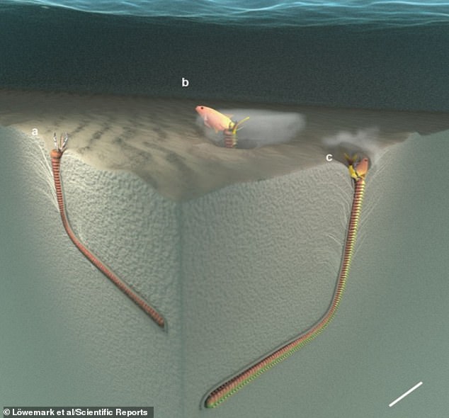 Hàng chục triệu năm về trước, một loài sâu ăn thịt dài 2m từng lang thang dưới đáy biển - Ảnh 3.