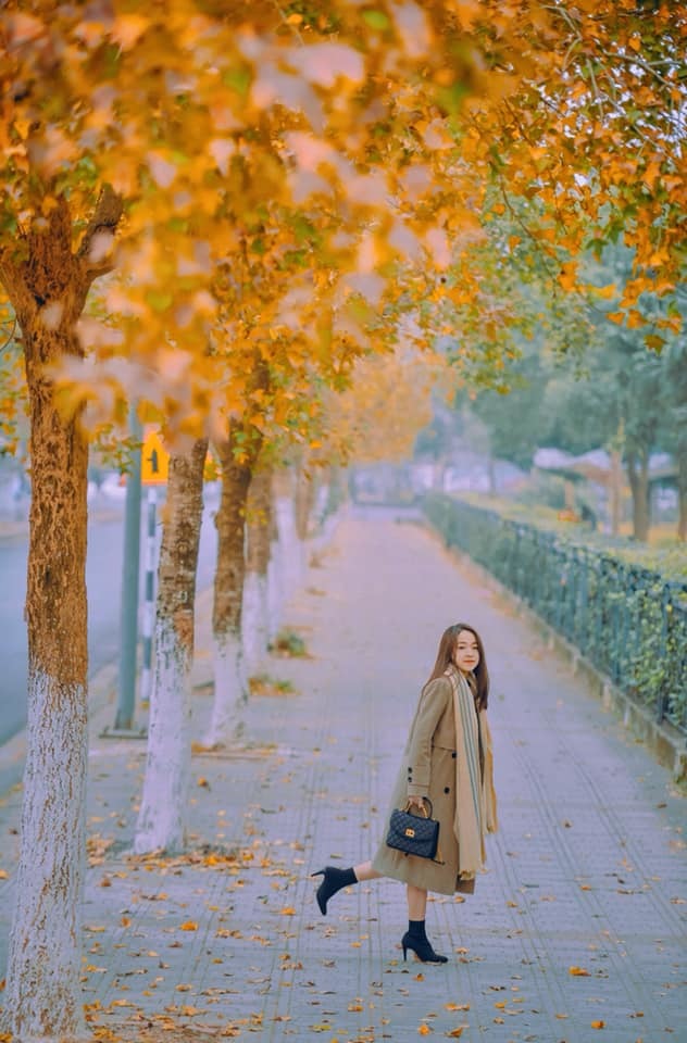 Con đường lá vàng lãng mạn như phim Hàn thu hút giới trẻ Hà Nội đến “sống ảo” - Ảnh 3.