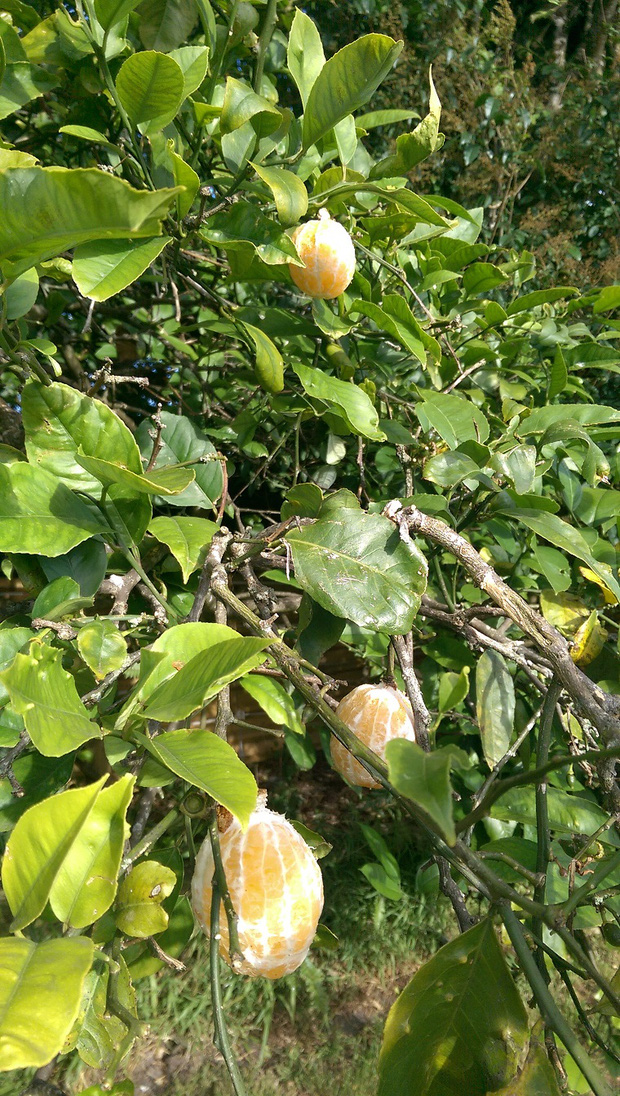 Lần đầu tiên tôi mới thấy những loại củ quả trong dáng hình kỳ lạ  thế này, bàn tay “mẹ thiên nhiên” quả là kỳ diệu! - Ảnh 5.