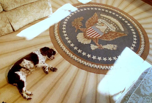 Những “đệ nhất thú cưng” của các tổng thống Mỹ - Ảnh 9.