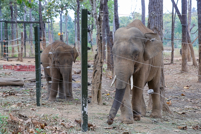 Mục kích những chú voi con hiếm hoi còn lại ở Đắk Lắk - Ảnh 2.