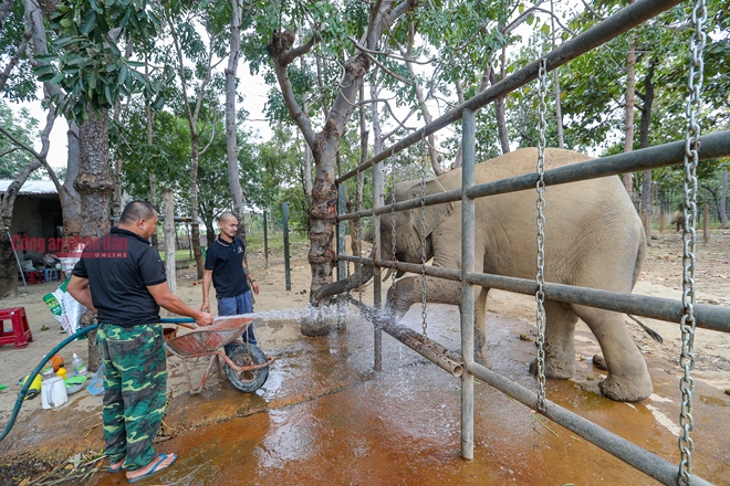Mục kích những chú voi con hiếm hoi còn lại ở Đắk Lắk - Ảnh 5.