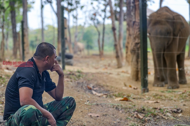 Mục kích những chú voi con hiếm hoi còn lại ở Đắk Lắk - Ảnh 9.