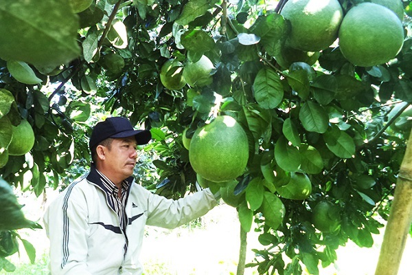 Cận Tết, giá bưởi da xanh rẻ chưa từng có vẫn khó bán, chủ vườn nơm nớp lo ế - Ảnh 1.