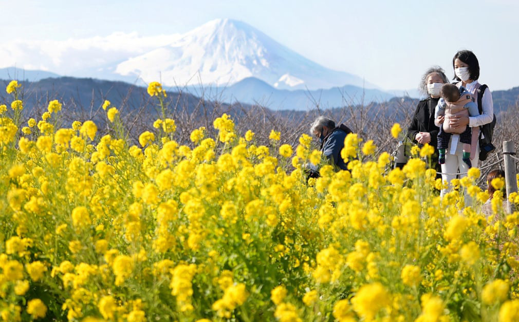 24h qua ảnh: Du khách chiêm ngưỡng hoa cải nở rộ ở Nhật Bản