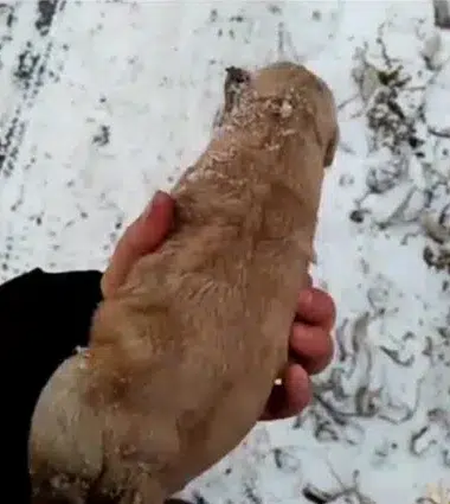 Nhặt chú chó nhồi bông trong tuyết, chàng trai sững sờ phát hiện sự thật đau lòng đằng sau - Ảnh 1.
