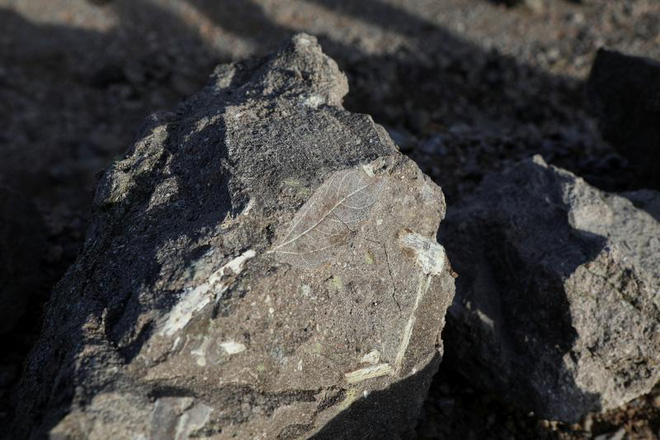 Cây cổ 20 triệu tuổi xuất hiện bất ngờ dưới lớp xẻng của công nhân - Ảnh 2.