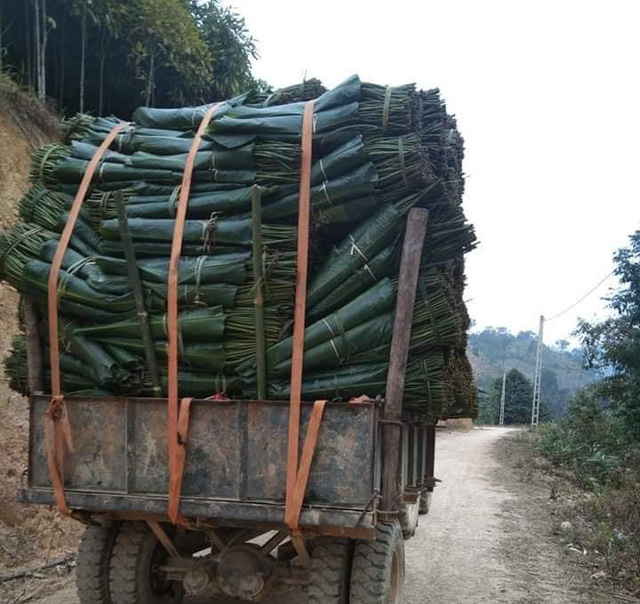 Cận Tết, lá dong các tỉnh đắt hàng, đổ dồn về Hà Nội bao nhiêu cũng “cháy” - Ảnh 3.