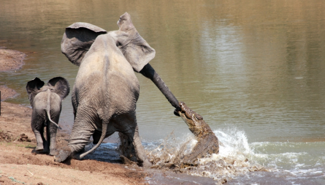 Đến mép hồ nước thì đột ngột bị cá sấu cắn vào vòi, voi mẹ cố bỏ chạy nhưng phải nhờ hành động ngây thơ của voi con đã cứu mạng 2 mẹ con - Ảnh 3.