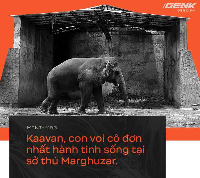 Nhờ sức mạnh của tiếng hát, con voi cô độc nhất hành tinh tìm thấy tự do cho mình sau nhiều thập kỷ sống trong xiềng xích - Ảnh 1.
