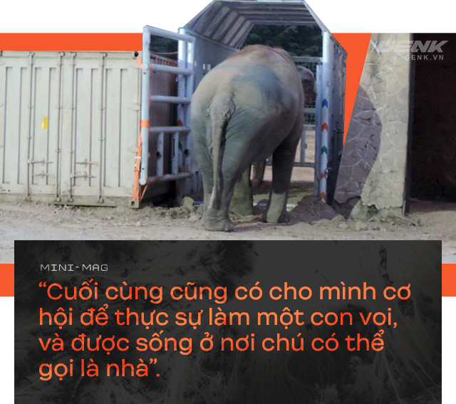Nhờ sức mạnh của tiếng hát, con voi cô độc nhất hành tinh tìm thấy tự do cho mình sau nhiều thập kỷ sống trong xiềng xích - Ảnh 14.