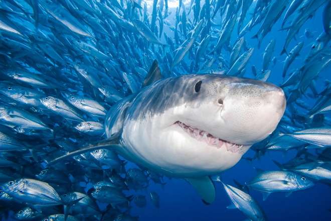Thế giới đã mất 70% số cá mập chỉ trong 50 năm - Ảnh 3.