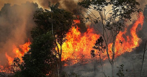 Diện tích rừng Amazon ngày càng bị thu hẹp - Ảnh 1.