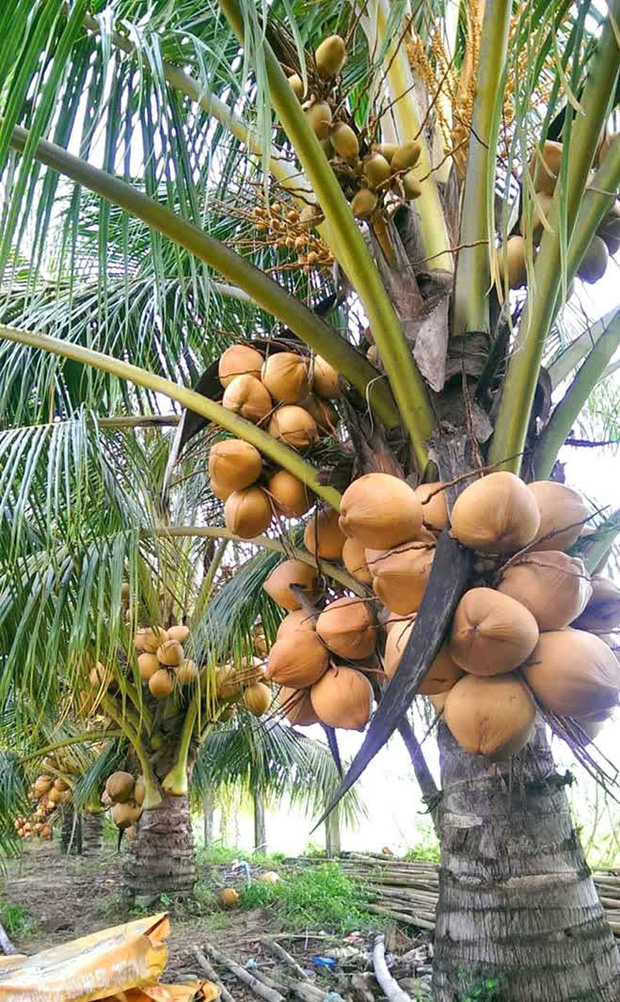 Cây dừa đang cho trái bỗng dưng bị đốt trụi, netizen ập vào chỉ trích mà đâu biết đây là chiêu trò tinh vi của nông dân? - Ảnh 4.