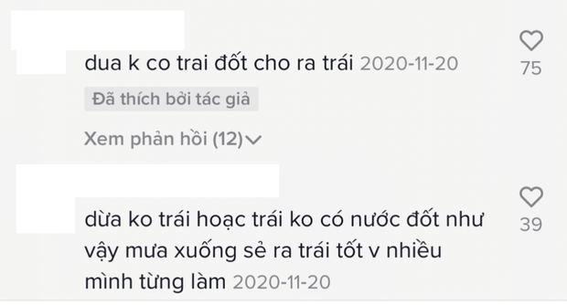 Cây dừa đang cho trái bỗng dưng bị đốt trụi, netizen ập vào chỉ trích mà đâu biết đây là chiêu trò tinh vi của nông dân? - Ảnh 5.