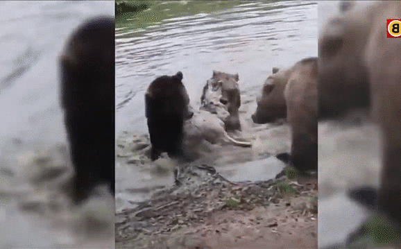 Clip: 4 con gấu "đánh hội đồng" chó sói ở vườn thú Hà Lan