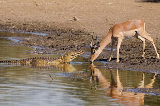 Linh dương Impala chết thảm trước ‘sát thủ đầm lầy’ vì… sừng quá dài - Ảnh 1.