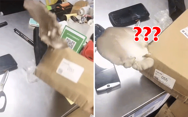 Đặt đồ qua mạng nhưng 2 tháng mới ship tới, chiếc hộp mọc luôn ra một món ăn khiến dân tình không nhịn được cười - Ảnh 2. Đặt đồ qua mạng nhưng 2 tháng mới ship tới, chiếc hộp mọc luôn ra một món ăn khiến dân tình không nhịn được cười - Ảnh 2.