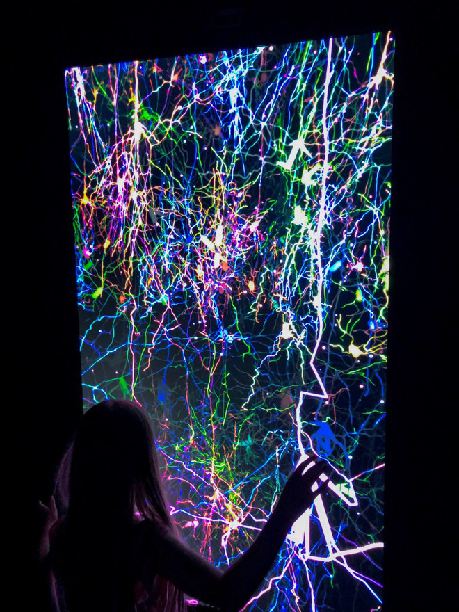 Vòng đời của neuron: Một chuyến du hành vào bên trong não bộ - Ảnh 7.