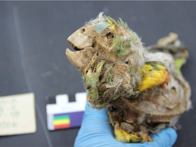 Cuộc đời khốn khổ của những con chim sinh ra ở rừng Amazon và trở thành xác ướp trong sa mạc Atacama - Ảnh 1.