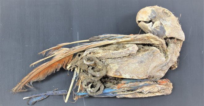 Cuộc đời khốn khổ của những con chim sinh ra ở rừng Amazon và trở thành xác ướp trong sa mạc Atacama - Ảnh 2.