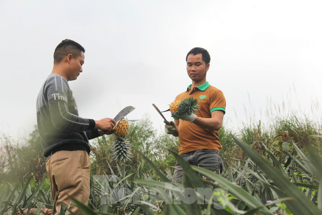 Rời công việc thuyền trưởng với mức lương khá để về làm nông - Ảnh 1.