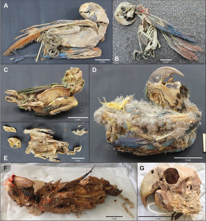 Cuộc đời khốn khổ của những con chim sinh ra ở rừng Amazon và trở thành xác ướp trong sa mạc Atacama - Ảnh 4.