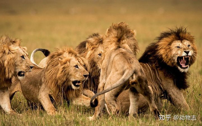 Trong liên minh sư tử, có phải mọi con đực đều có quyền giao phối không? - Ảnh 3.