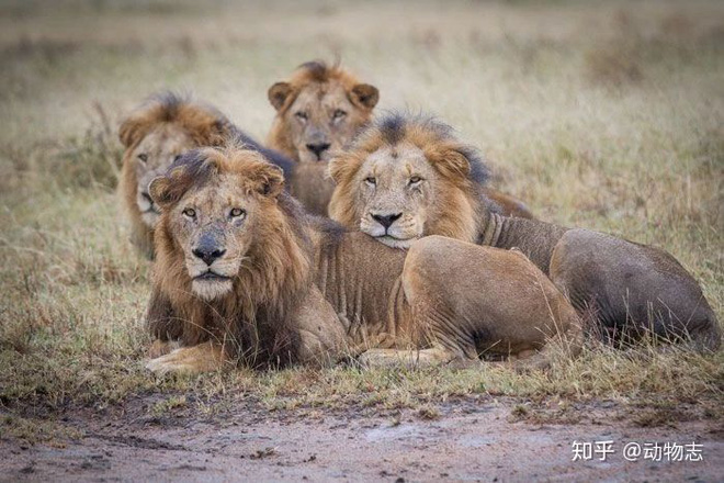 Trong liên minh sư tử, có phải mọi con đực đều có quyền giao phối không? - Ảnh 5.
