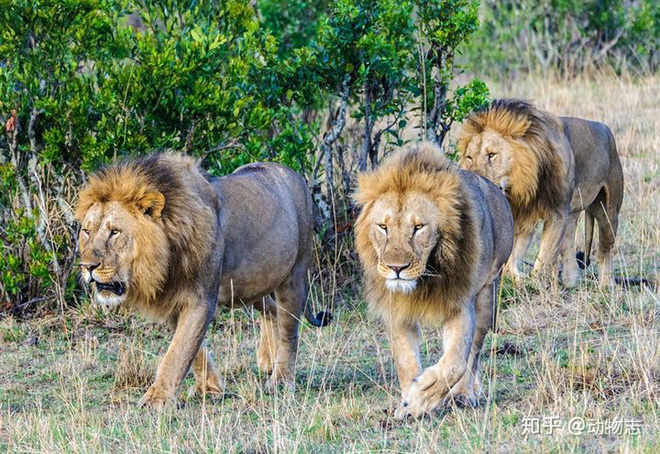Trong liên minh sư tử, có phải mọi con đực đều có quyền giao phối không? - Ảnh 7.