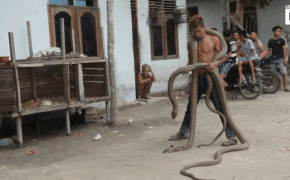 Clip: Dị nhân liều mạng đùa nghịch với 2 con rắn hổ mang chúa