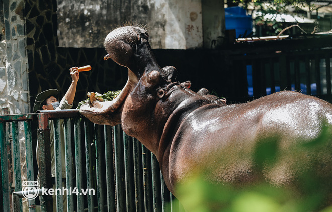 Thảo Cầm Viên Sài Gòn được AEON Việt Nam hỗ trợ thực phẩm cho bầy thú: 2 đợt/tuần, mỗi đợt khoảng 200kg - Ảnh 1.