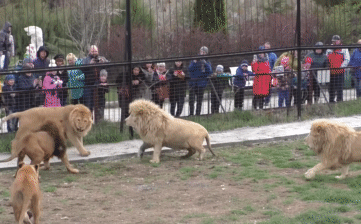 Sư tử đực trẻ dũng cảm đối đầu bầy sư tử lớn để bảo vệ hai người bạn của mình