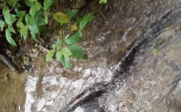 Người đi rừng phát hiện 'thân cây dài' dưới suối, nhìn kỹ thì giật mình vì đó lại là một sinh vật dài 5 mét